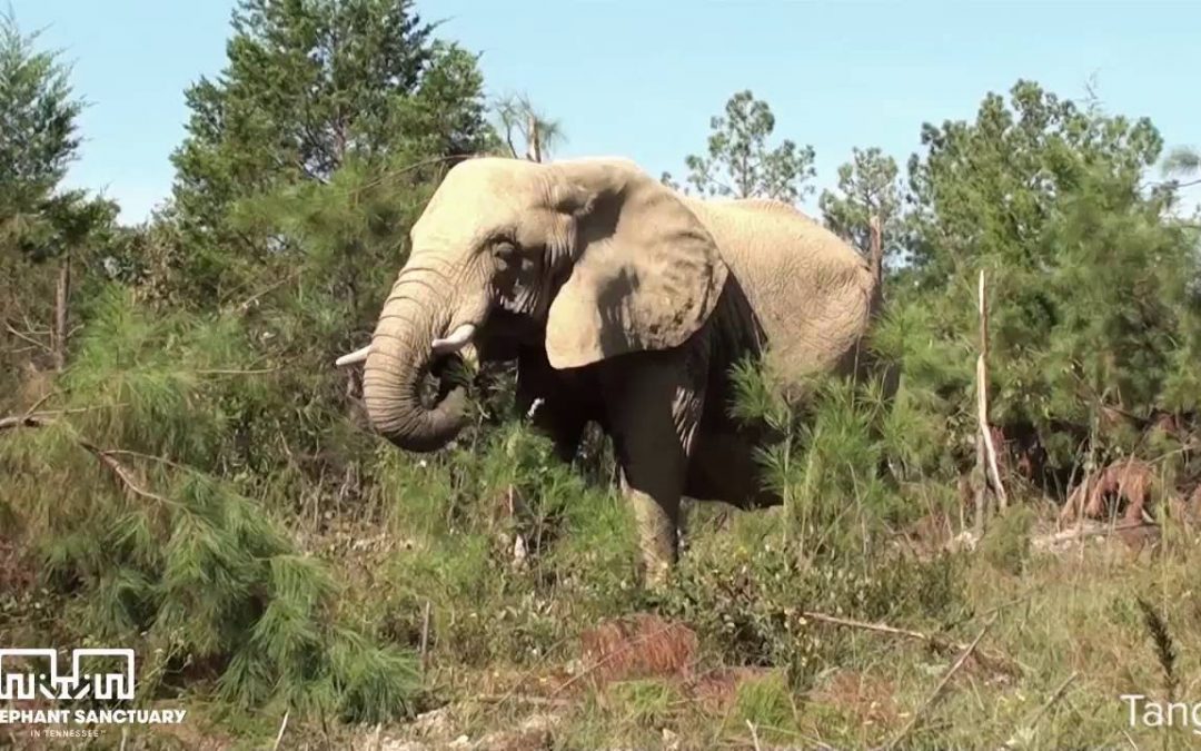 Students visit Tennessee elephant sanctuary